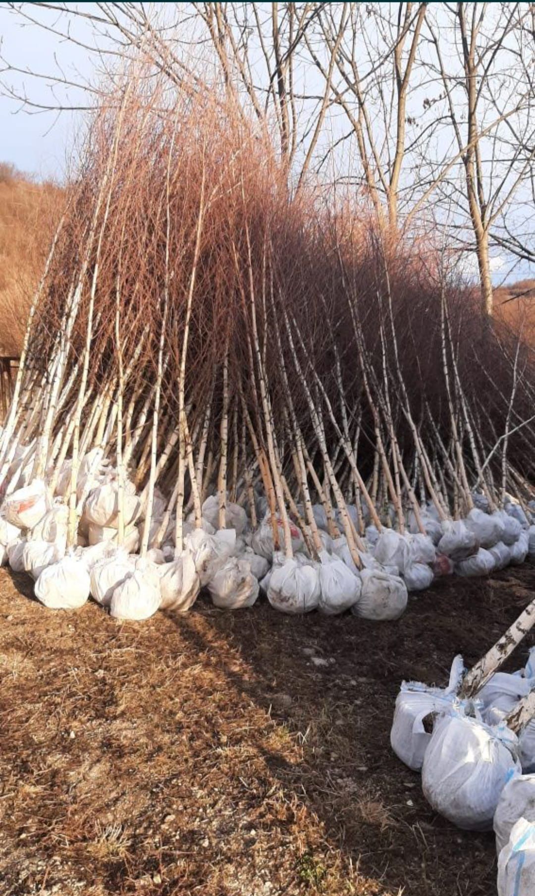 Mesteacăn cu coajă alba specia betula copaci ornamentali