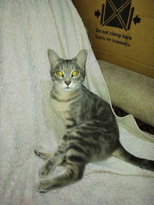 Воспитанная, ласковая Кошечка с необычным окрасом