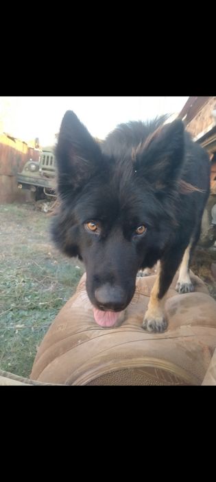 Немецкая овчарка случка