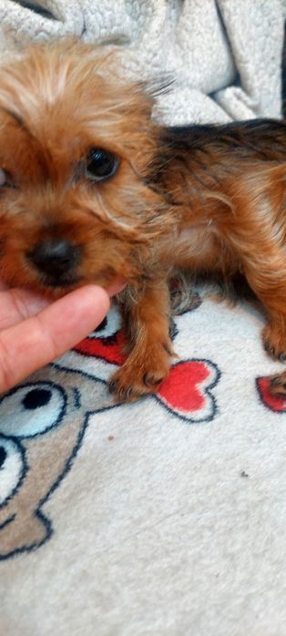 Yorkshire Terrier -fetita extramini
