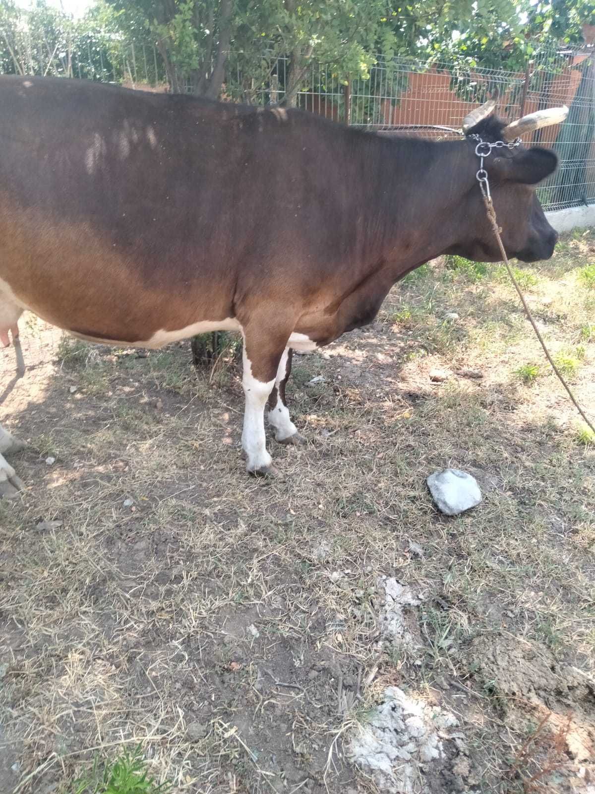 Vaca și 2 vițele