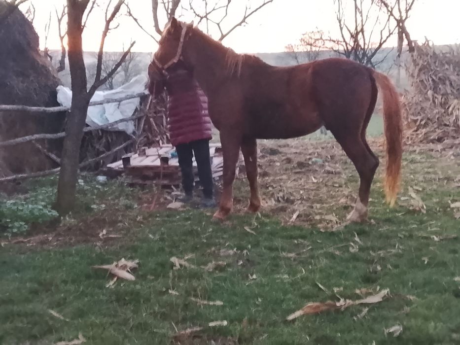 Mânz galben de vânzare