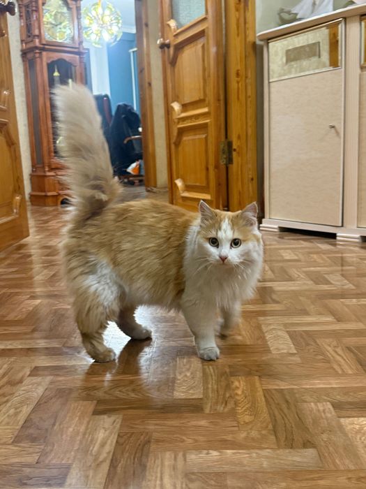 Найден рыже белый кот