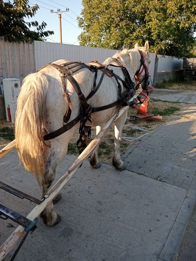 Vând cal de 10 ani