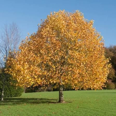 Arborele De Lalea