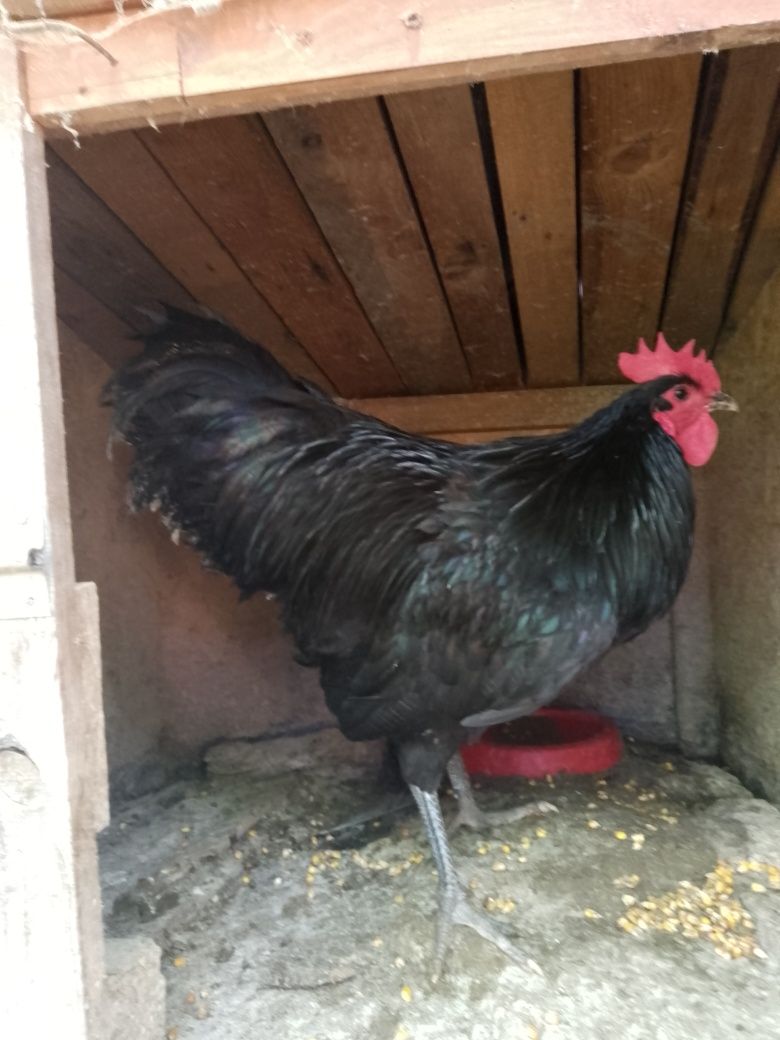 Cocoși australorp!