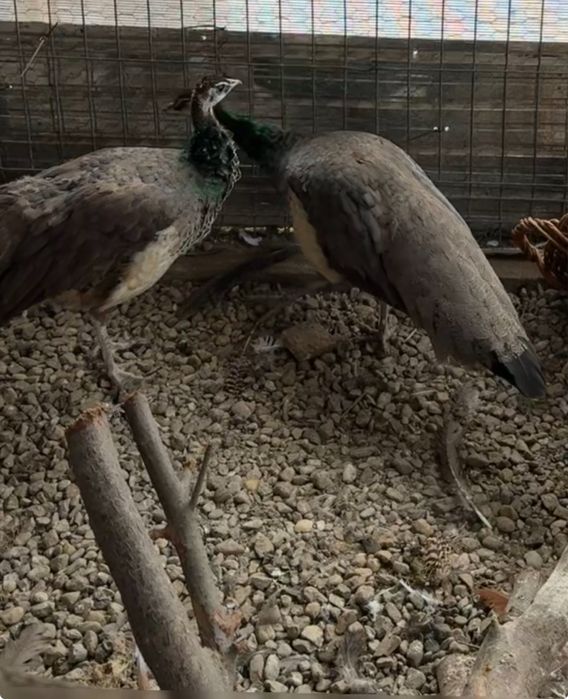 Vand 2 perechi de pauni si turturele