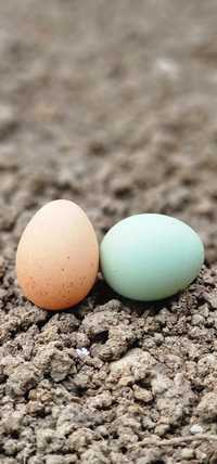 oua proaspete consum verzi și albe