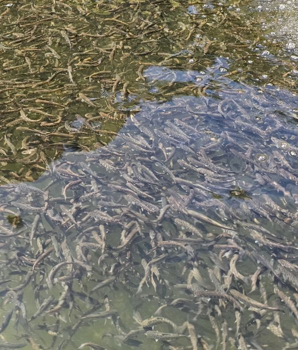 Vand puiet păstrăv fântânel