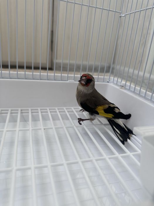 Norchi sotiladi boqlgan qush sayrovda