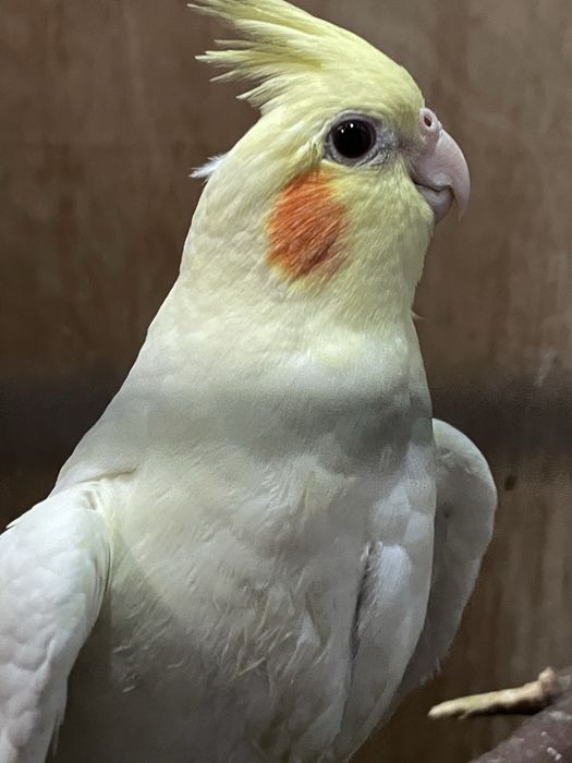 Продаются Кареллы 2.5 месяца