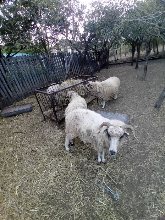 Oi de vânzare pentru pastrama