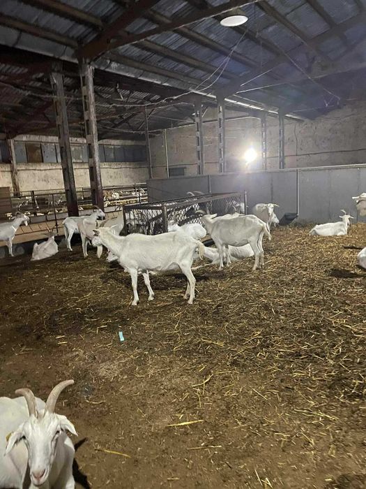 Бременни кози ББМ , пръч Тогенбурски за Дамазлък