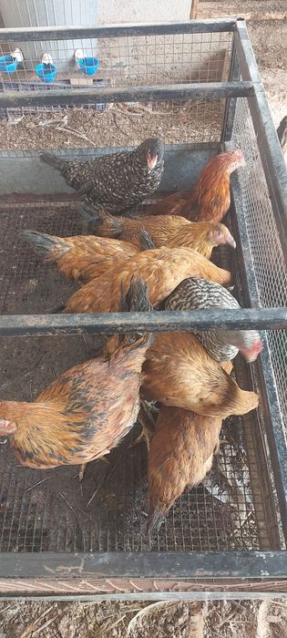 Продаю цеплят 2,5 месяцев