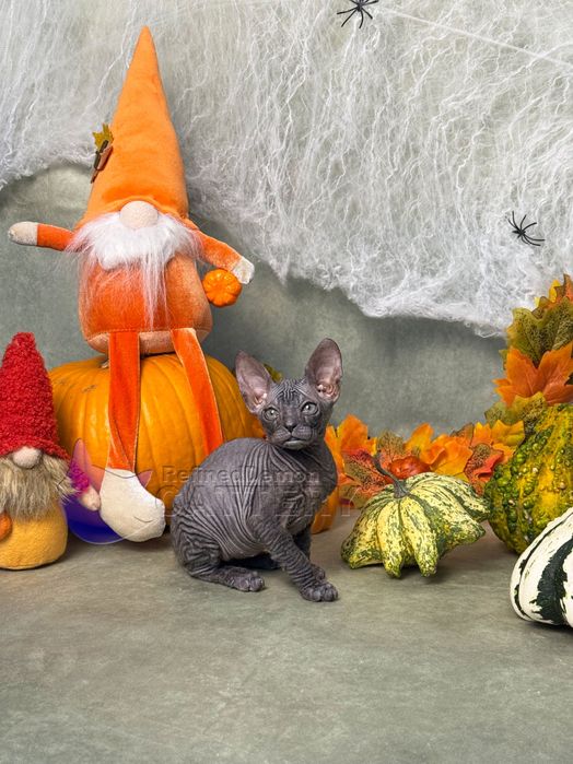 RARITATE pui pisica fara par Donskoy / Don Sphynx cu pedigree