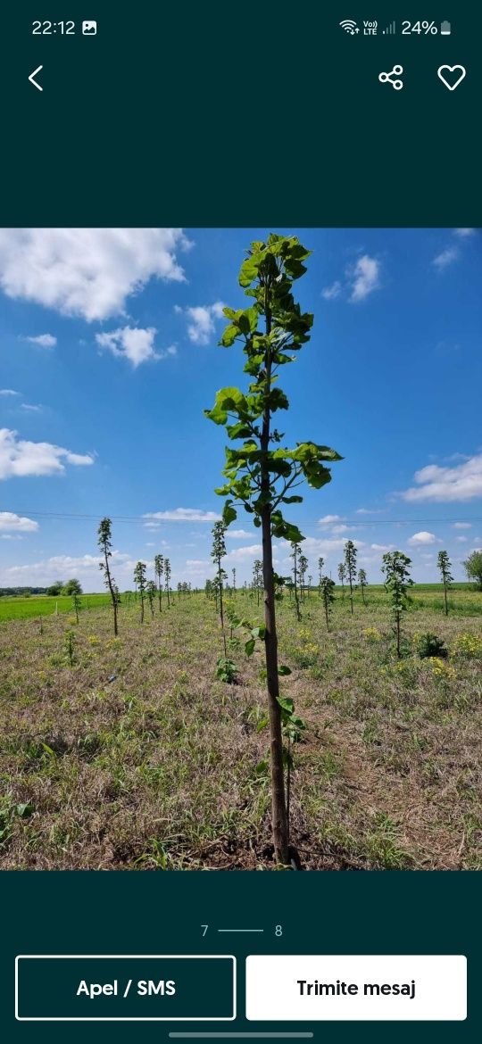 Paulownia Tomentosa Shoot Cu Flori roz
Paulownia Tomentosa Prin