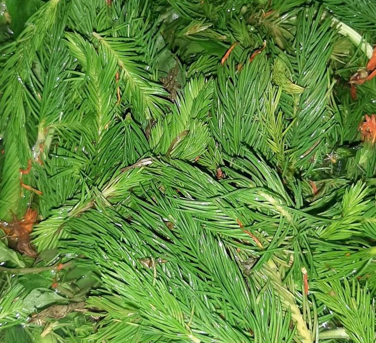 Sirop muguri de brad!