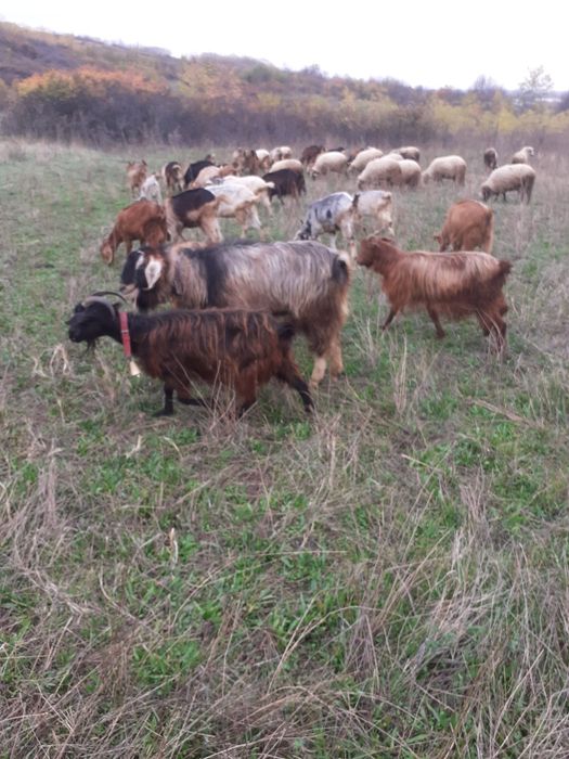 Vand, schimb tap anglonubian metis