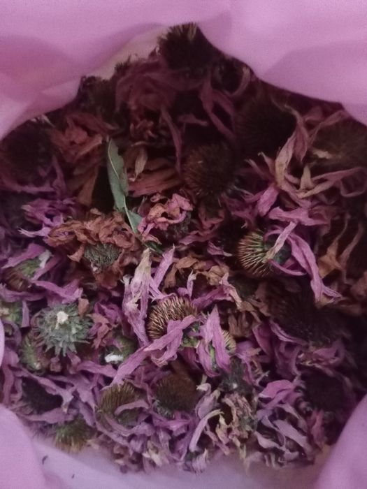 Ихинацея защита иммунитета