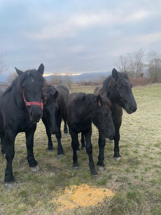 Vând două manze negre de un an jumate si o mânză de 5 luni