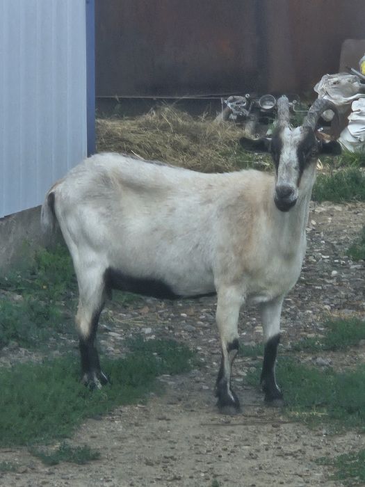 Сауын ешкі сатылады .