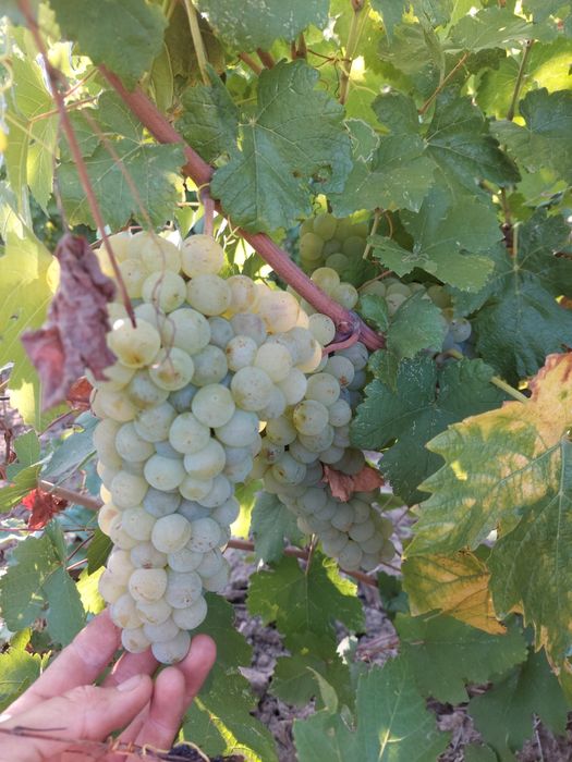 Vând struguri de vin