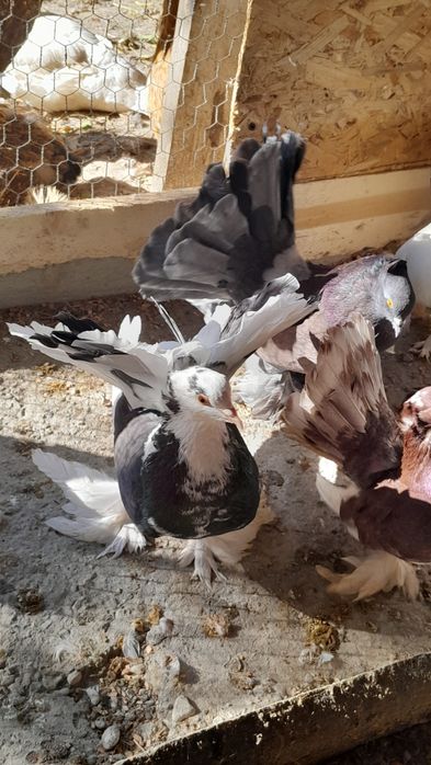 Vând porumbei, voiajori sport ptr maraton și ornament diversificat