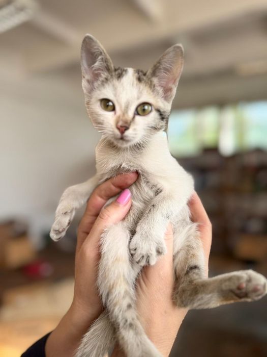 Отдам котят в отвественные и добрые руки!