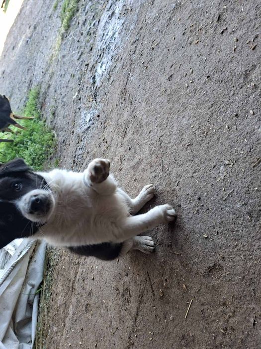 Продавам бордър коли