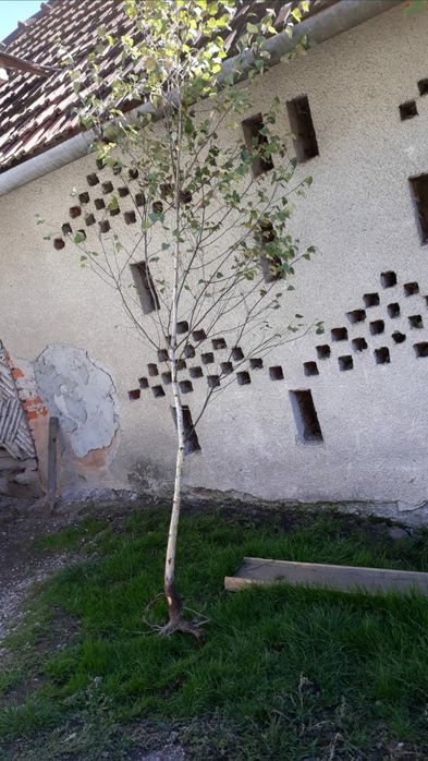 Mesteacan alb cu radacina