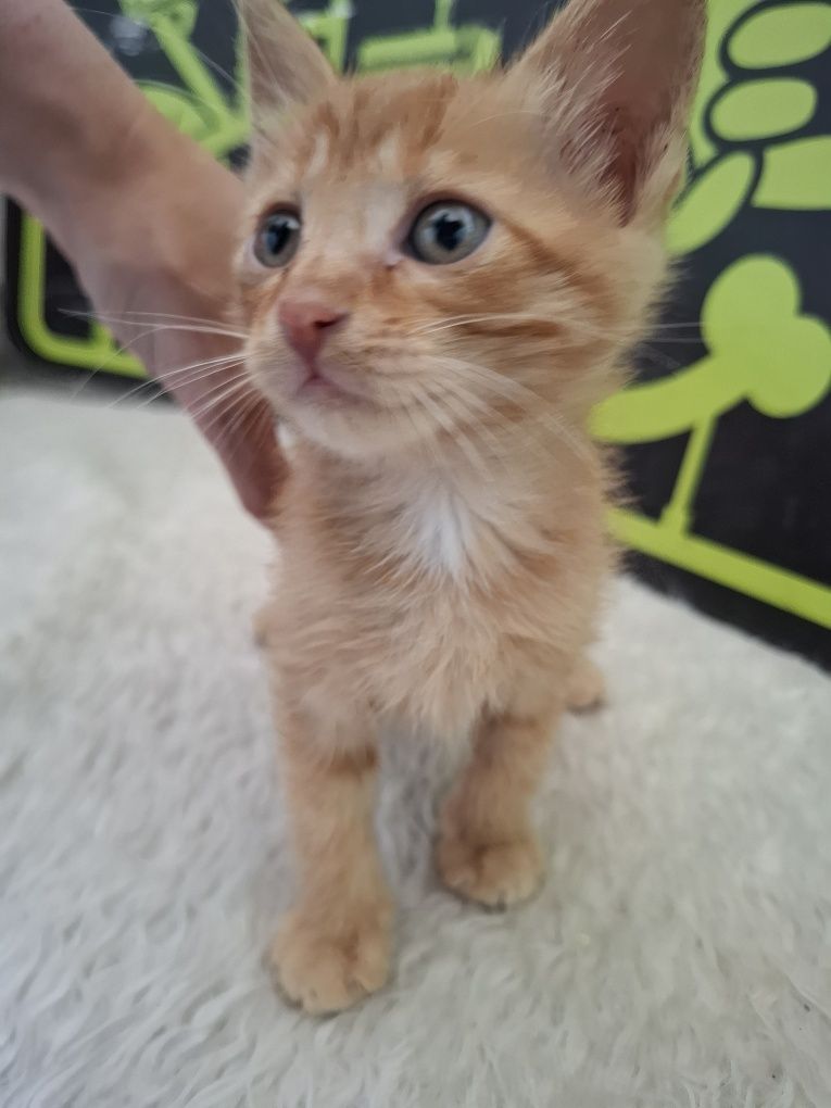 Мъжко рижаво котенце на 1,5м