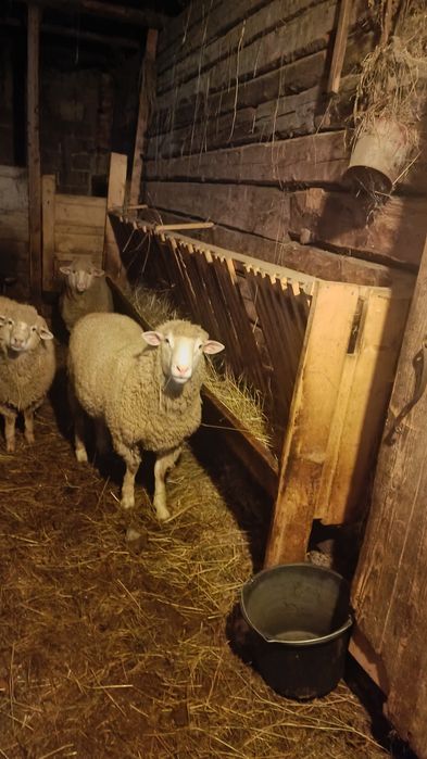 Vând berbec rasa il de France ,vârstă 1 an