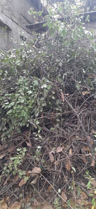 Отдам дрова даром