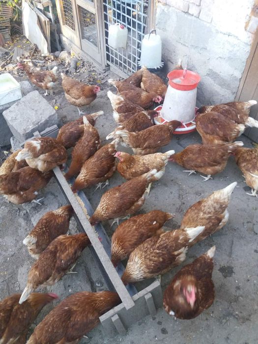 Пуйки  Пуяци за празниците