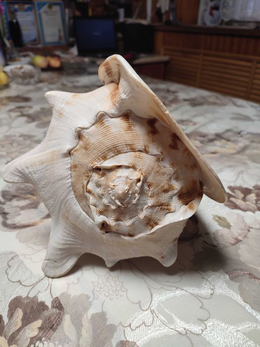 Королевская ракушка