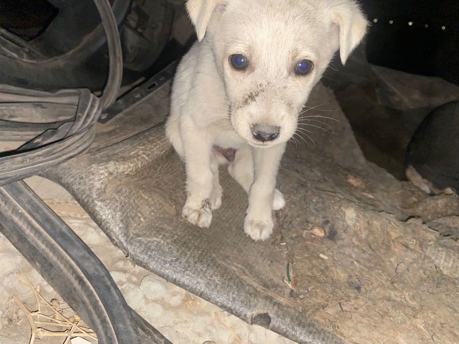 Отдам 5 щенков бесплатно, район Абай — срочно