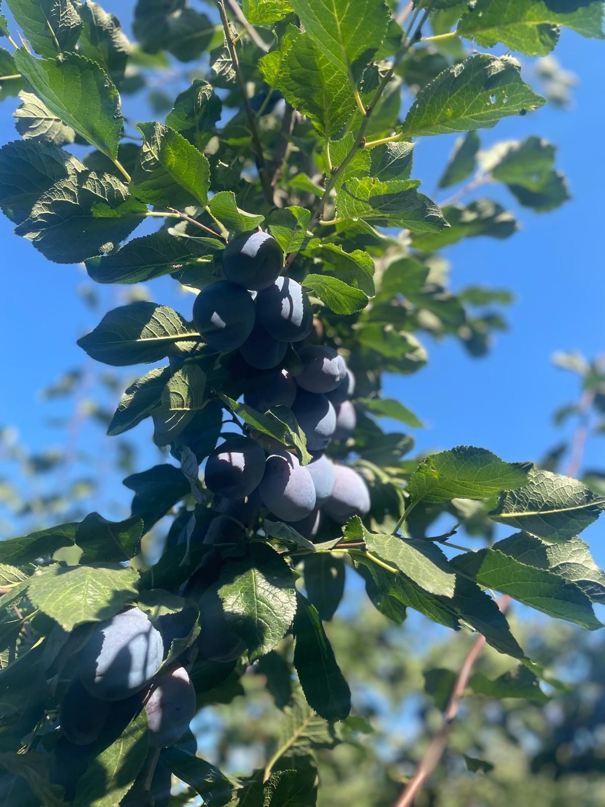 Prune Stanley proaspete – 5 lei/kg – Diosig