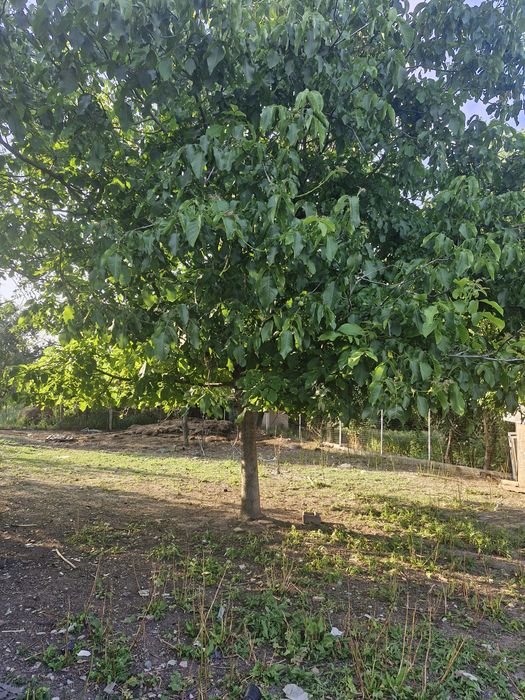 Teren vânzare  sat Copaciu comuna Ghimpati