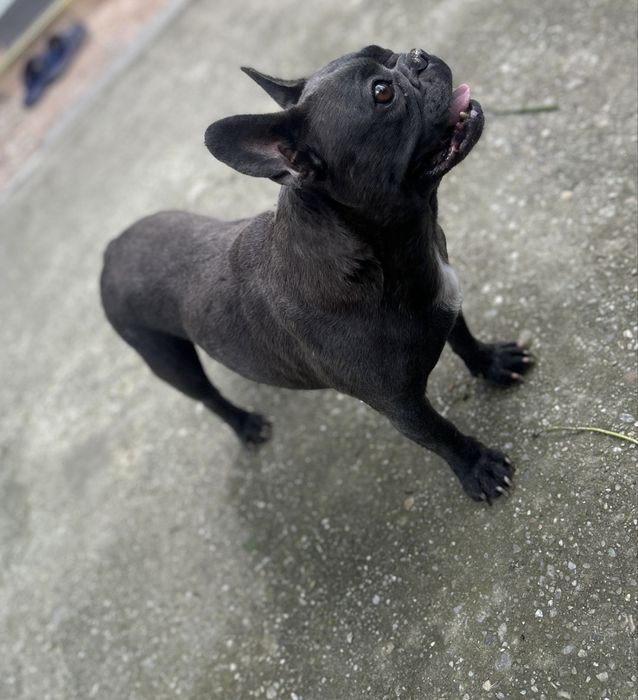 Bulldog Francez Blue