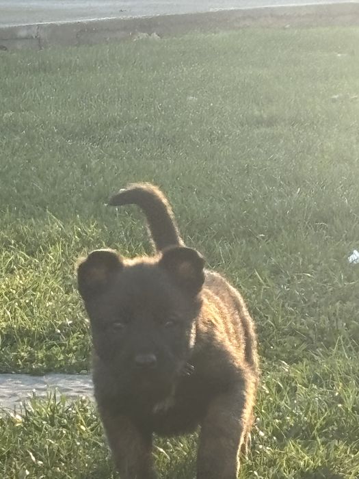 Ciobanesc Belgian Malinois