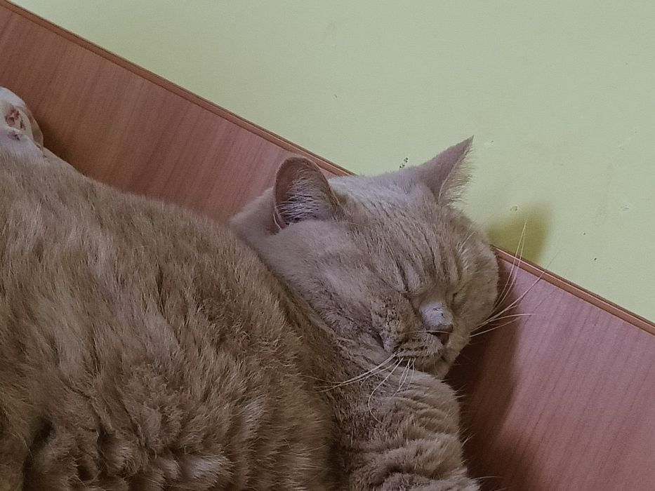 British shorthair golden