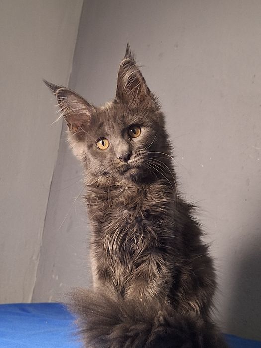 Мейн-кун в редком окрасе!