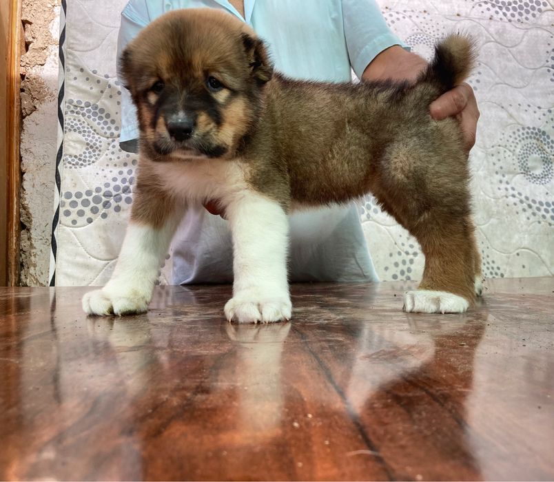 Щенок Кафказского Алабая ( супеп Гигант )