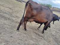Vaca de vânzare!
