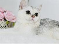 Шикарная британка шиншилла