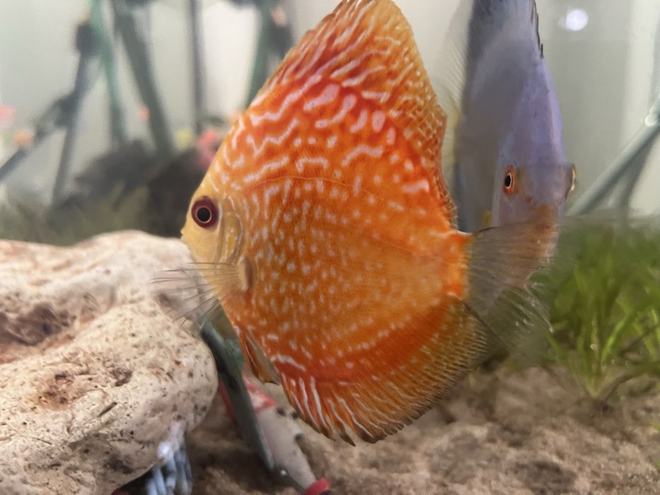 Pesti discus doua bucati