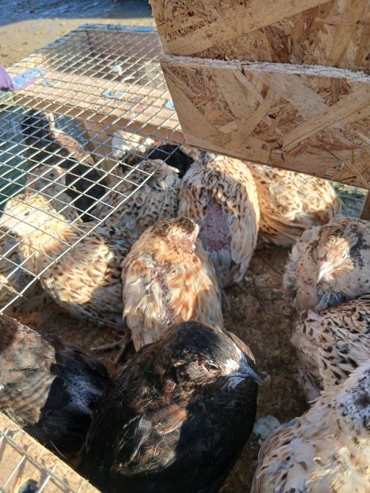 Prepelițe de vânzare