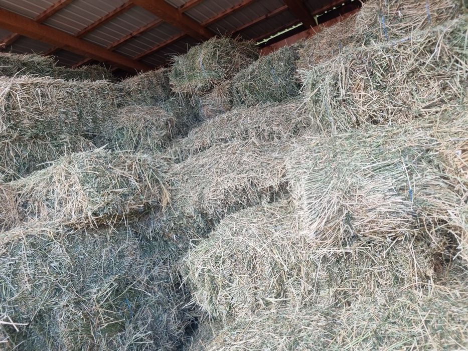 Baloți lucernă coasa a treia