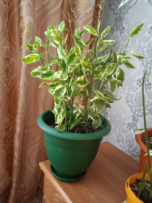 Продам комнатные цветы