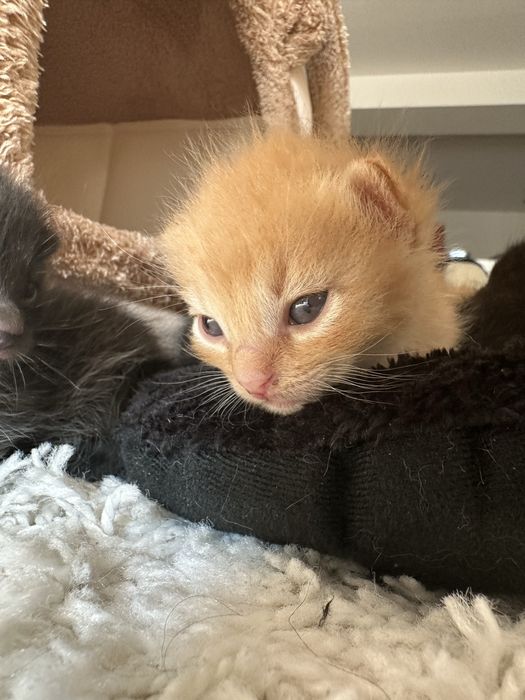 Adoptie pui pisica nascuti pe 17 august. (Voluntari + Bucuresti]